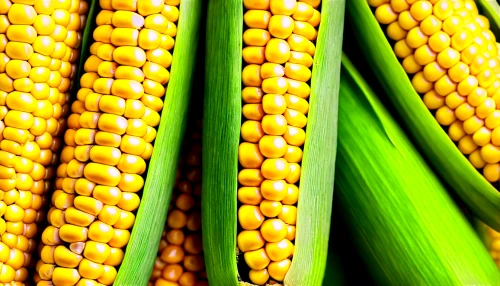 maize,corn pattern,corns,cornhusker,corncobs,corn,cornelison,sweetcorn,winter corn,corn ordinary,mycotoxins,corn framing,cecrops,cornelisz,oldcorn,ears of corn,corn field,agronomique,ornamental corn,grain ears,Unique,Pixel,Pixel 05