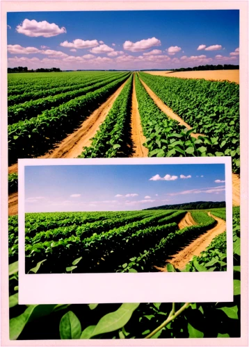 soybeans,fruit fields,green soybeans,croplands,crops,farmland,vegetable field,vegetables landscape,cropland,cornfields,color frame,agronomical,image editing,intercropping,field of cereals,agricolas,onion fields,potato field,anhydrous,cornfield,Photography,Documentary Photography,Documentary Photography 03