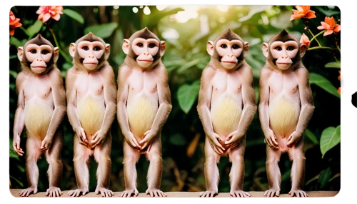 monkey family,macaca,simians,macaques,primates,monkeys band,propithecus,baboons,mandrills,capuchins,rhesus,monkeying,mangabey,monkeys,long tailed macaque,primate,primatology,palaeopropithecus,cercopithecus,monkeypox,Photography,Documentary Photography,Documentary Photography 03