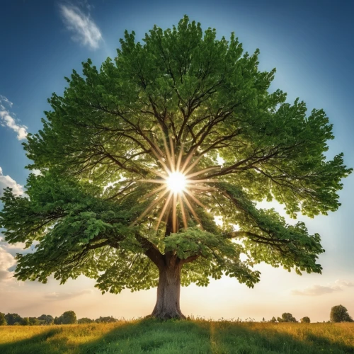 flourishing tree,celtic tree,tree of life,arbor day,argan tree,bodhi tree,magic tree,photosynthesis,circle around tree,deciduous tree,linden tree,the branches of the tree,a tree,aaa,oak tree,plane-tree family,a young tree,green tree,the japanese tree,oregon white oak,Photography,General,Realistic