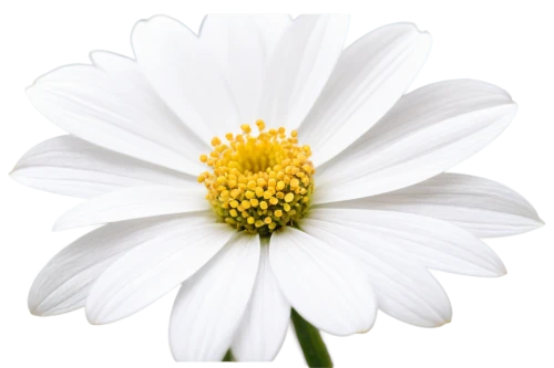 marguerite daisy,white cosmos,shasta daisy,oxeye daisy,white chrysanthemum,ox-eye daisy,margueritte,the white chrysanthemum,white daisies,white flower,daisy flower,wood daisy background,common daisy,camomile flower,leucanthemum,marguerite,daisylike,pyrethrum,perennial daisy,feverfew,Illustration,Vector,Vector 14