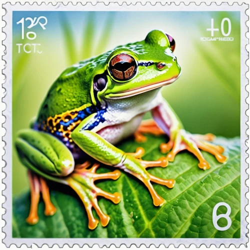 eastern dwarf tree frog,red-eyed tree frog,treefrog,tree frog,tree frogs,coral finger tree frog,postage stamps,common frog,cuban tree frog,green frog,philately,litoria caerulea,eastern sedge frog,stamp collection,litoria fallax,jazz frog garden ornament,frog background,bull frog,litoria,frosch,Photography,General,Realistic