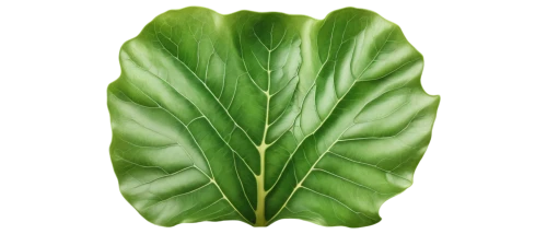 tropical leaf,leaf vegetable,tropical leaf pattern,jungle leaf,coconut leaf,mape leaf,custody leaf,fern leaf,walnut leaf,leaf fern,banana leaf,green leaf,pak-choi,foliage leaf,magnolia leaf,mammoth leaf,trumpet leaf,monstera,leaves case,cabbage leaves,Photography,Fashion Photography,Fashion Photography 05