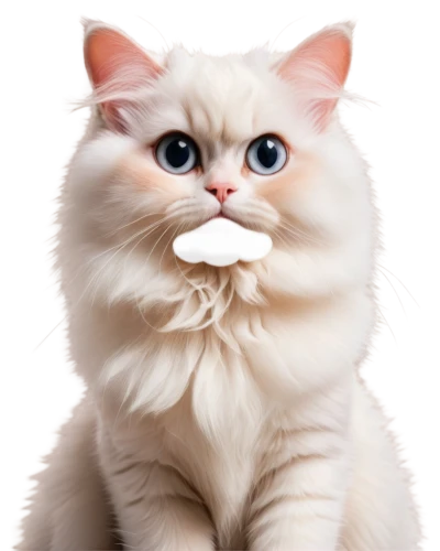 fluffernutter,himalayan persian,moustached,moustache,moustachioed,bewhiskered,mustache,mustachioed,white cat,mustached,whiskered,cat vector,moustaches,tache,snowbell,cute cat,movember,british longhair cat,stache,whiskas,Photography,Fashion Photography,Fashion Photography 02
