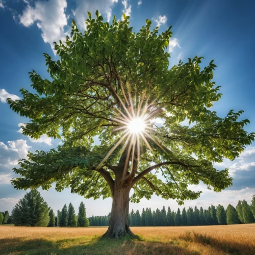 flourishing tree,celtic tree,magic tree,tree of life,circle around tree,photosynthesis,arbor day,isolated tree,a tree,argan tree,poplar tree,deciduous tree,a young tree,aaa,lone tree,linden tree,the branches of the tree,the japanese tree,bodhi tree,oak tree,Photography,General,Realistic