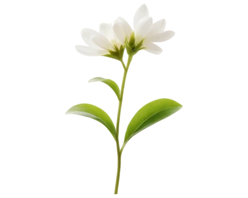 flowers png,white lily,centaurium,minimalist flowers,tuberose,ornithogalum,ornithogalum umbellatum,tulip white,osteospermum,trifolium medium,sego lily,turkestan tulip,flower background,trifolium,guernsey lily,white magnolia,lily flower,the white chrysanthemum,cape jasmine,white floral background,Art,Classical Oil Painting,Classical Oil Painting 08