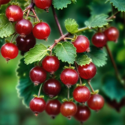 redcurrants,red currants,red currant,currant berries,currant bush,garden currant,unripe red currants,currant branch,red gooseberries,currants,gold currant,sour cherry,wild cherry,red ribes,currant,black currants,currant decorative,many currants,cherry branch,ribes rubrum,Illustration,Realistic Fantasy,Realistic Fantasy 13