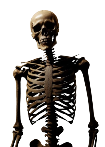 vintage skeleton,skeleton,human skeleton,skeletal,skelly,skelemani,skeleltt,osteological,skeletal structure,skeletonized,boneparth,wood skeleton,bone,mermaid skeleton,day of the dead skeleton,boney,skelton,doot,skeletons,spookily,Conceptual Art,Oil color,Oil Color 01