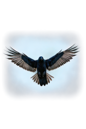 falconet,aguila,twitter logo,flying hawk,ravenclaw,bird wing,rapace,microraptor,nightbird,swiftlet,blue buzzard,hyacinth macaw,bird frame,nocturnal bird,mulawin,eagle,hirundo,wing blue color,hawksnest,blackbirdest,Illustration,Abstract Fantasy,Abstract Fantasy 03