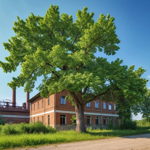 appomattox court house,siberian elm,californian white oak,american chestnut,european ash,linden tree,robinia,ordinary robinia,rosewood tree,walnut trees,gripsholm,oregon white oak,eastern black walnut,zamek malbork,oak tree,zelkova serrata,trees with stitching,elm tree,poplar tree,black oak,Photography,General,Realistic