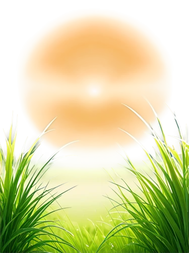 sunburst background,landscape background,spring leaf background,background view nature,wheat germ grass,spring background,background vector,palm tree vector,citronella,meadow fescue,artificial grass,springtime background,wheatgrass,halm of grass,dandelion background,grass grasses,summer background,mobile video game vector background,beach grass,grass fronds,Illustration,Black and White,Black and White 04