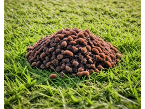 acorn cluster,pine cone,fir cone,pinecone,conifer cone,fallen acorn,pinecones,insect ball,acorn,conifer cones,rudraksha,pine cone pattern,durian seed,pine cone ornament,douglas fir cones,pangolin,chestnut mushroom,bunya,anthill,spruce cones,Conceptual Art,Oil color,Oil Color 18