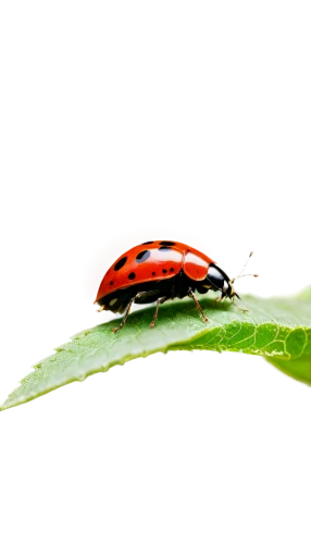 leaf beetle,coccinellidae,garden leaf beetle,ladybird beetle,asian lady beetle,ladybug,ladybird,leafhopper,froghopper,rose beetle,two-point-ladybug,harlequin cabbage bug,alligatorweed flea beetle,hatching ladybug,flea beetle,brush beetle,coleoptera,lady bug,ladybugs,sawfly,Illustration,Black and White,Black and White 33