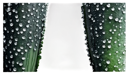 rainwater drops,chlorophylls,chlorophyll,raindrop,water mist,wet smartphone,dew drop,dew,droplet,waterdrops,dewdrops,drop of rain,rainwater,dewdrop,dew drops,xylem,dew droplets,water droplets,rain stick,drops,Illustration,Children,Children 03