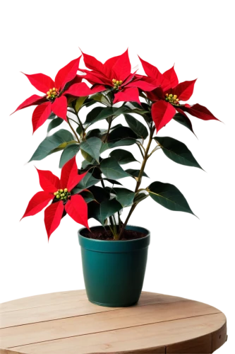 poinsettia,poinsettias,xmas plant,poinsettia flower,christmas flower,flower of christmas,potted tree,potted plant,santan,flower christmas,flower of december,ornamental plant,psychotria,indoor plant,photinia,houseplant,bierenbaum,ornamental peppers,holly leaves,christmas bells,Photography,Black and white photography,Black and White Photography 11