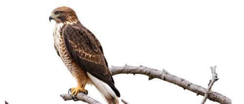 saker falcon,red tailed hawk,red-tailed hawk,red tail hawk,ferruginous hawk,broad winged hawk,redtail hawk,lanner falcon,red shouldered hawk,red tailed kite,portrait of a rock kestrel,northern harrier,kestrel,coopers hawk,new zealand falcon,glaucidium,redtail,black kite,american kestrel,sparrowhawk,Illustration,Paper based,Paper Based 15