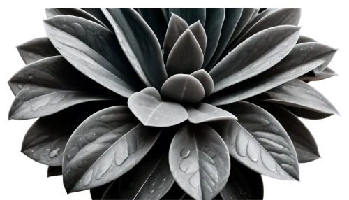 calathea,flowers png,black hellebore,hosta,lotus leaf,peace lily,water lily leaf,magnolia leaf,decorative flower,southern magnolia,osteospermum,white plumeria,african daisy,paper flower background,bicolored flower,tropical leaf,white magnolia,veratrum,silversword,lotus leaves,Conceptual Art,Fantasy,Fantasy 13