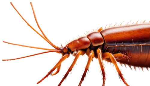 earwig,pseudoscorpions,antennal,cucaracha,carabidae,arthropod,praeger,harpalus,arthropoda,arthropods,ovipositor,caeciliidae,freshwater prawns,garrison,staphylinidae,cisticolidae,opiliones,macro extension tubes,lecithoceridae,poeciliidae,Photography,Documentary Photography,Documentary Photography 32