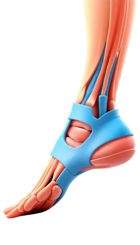 reflex foot sigmoid,sesamoid,ligamentum,hindlimb,ligamentous,dorsiflexion,navicular,orthotic,musculoskeletal,orthotics,metatarsal,foot model,fibular,orthoses,neuroma,hindfeet,reflex foot kidney,metatarsals,calcaneus,foot reflex zones,Photography,Fashion Photography,Fashion Photography 18