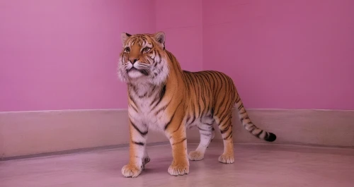 a tiger,harimau,tigerish,tigre,bolliger,asian tiger,liger,tigar,bengalensis,rajah,the pink panter,royal tiger,sumatrana,tigr,tigert,jangi,tigress,stigers,ligers,zabu,Photography,Fashion Photography,Fashion Photography 20