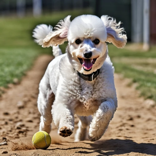 running dog,dog running,huichon,dog playing,cheerful dog,bichon,two running dogs,dog running with stick,cavalier king charles spaniel,dog photography,fetch,pelota,havanese,cocker spaniel,tennis ball,frisbie,chihuahua poodle mix,playing with ball,dog race,running fast,Photography,General,Realistic