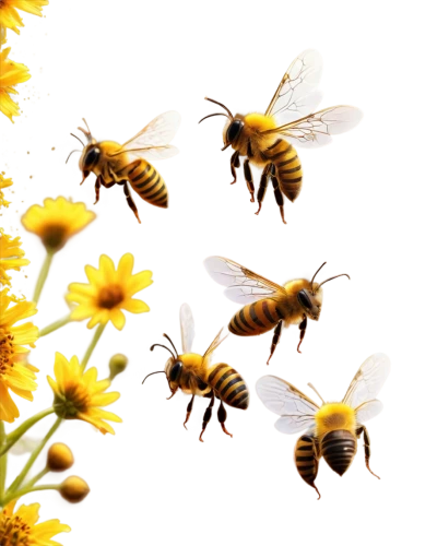 honey bees,hoverflies,honeybees,bees,apiculture,beekeeping,beekeepers,pollinators,apis mellifera,western honey bee,bee,bienen,bumblebees,abeille,bee colonies,abejas,honey bee home,colletes,two bees,bee colony,Photography,Artistic Photography,Artistic Photography 11