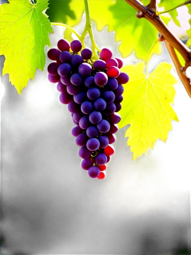 wine grape,wine grapes,grape vine,purple grapes,red grapes,vineyard grapes,winegrape,grapes,grapevines,grape vines,sangiovese,viognier grapes,blue grapes,bright grape,table grapes,carmenere,fresh grapes,white grapes,viticultural,grenache,Illustration,Japanese style,Japanese Style 06