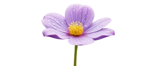 flowers png,anemone purple floral,crown chakra flower,flower background,anemone japonica,lavender flower,purple flower,flower wallpaper,the lavender flower,purple daisy,poppy anemone,cosmea,purple anemone,violet chrysanthemum,genus anemone,cosmos flower,pulsatilla,senetti,flower purple,anemone narcissiflora,Conceptual Art,Daily,Daily 22