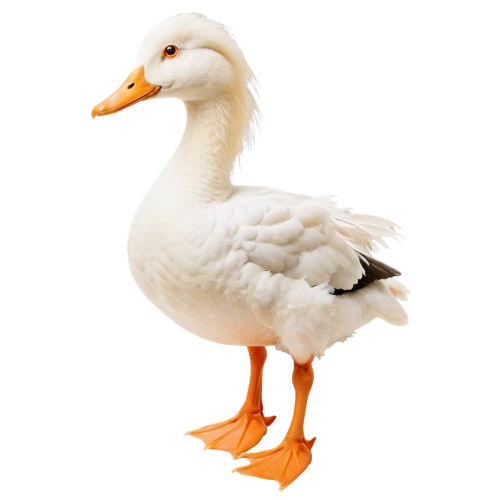 gooseander,rockerduck,lameduck,ornamental duck,brahminy duck,duck,cayuga duck,female duck,branta,goose,quacker,diduck,duck bird,dolan,quackwatch,easter goose,quacking,the duck,nile goose,garrison,Illustration,Vector,Vector 16