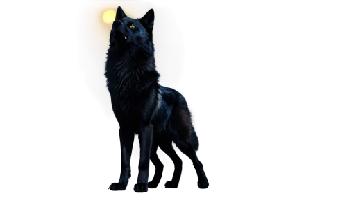 blackwolf,howling wolf,constellation wolf,black horse,loup,werewolve,shadowclan,wolfen,equus,kelpie,wolfsangel,gray wolf,lycanthropy,black shepherd,lycanthrope,moonshadow,werwolf,european wolf,shadowfax,ombra,Photography,Documentary Photography,Documentary Photography 27