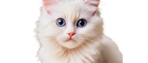 white cat,cartoon cat,pink cat,cute cat,cat look,cat with blue eyes,ragdoll,kittenish,cat vector,blue eyes cat,miqati,miqdad,cat portrait,cat image,birman,cat,fluffernutter,cuecat,whiskas,cats angora,Illustration,Paper based,Paper Based 11