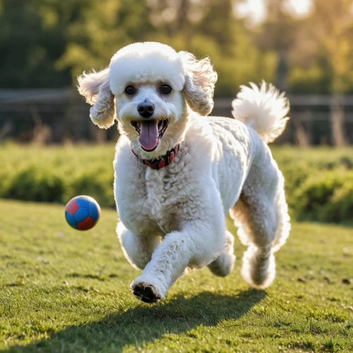 dog playing,dog running,running dog,cavalier king charles spaniel,havanese,huichon,cocker spaniel,playing with ball,cheerful dog,fetch,frisbees,frisbee,pelota,dog photography,dog running with stick,frisbie,bichon,ball play,bounderby,shih tzu,Photography,General,Realistic