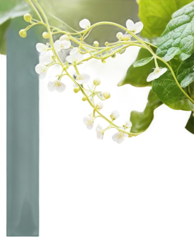 white currant,white currants,muguet,jasminum,night-blooming jasmine,chlorotic,lily of the valley,vitaceae,naturopathic,homeopathically,homoeopathy,naturopathy,aaaa,moringa,jasmine flowers,myrtus,white flower cherry,white jasmine,jasmine flower,aromatic plant,Illustration,Paper based,Paper Based 07