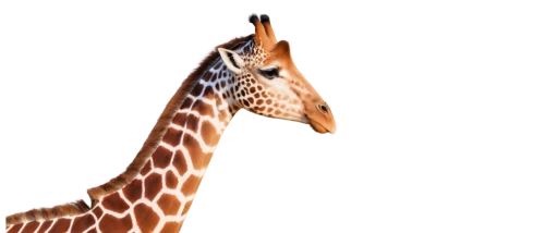 giraffe,giraffa,melman,two giraffes,giraffe plush toy,kemelman,long necked,giraffe head,safari,serengeti,immelman,neck,gazella,savane,long neck,zebra,diamond zebra,necking,longneck,geometrical animal,Conceptual Art,Daily,Daily 32