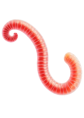 ophiusa,ercp,spiral background,flagella,micropholis,roundworms,wurm,worm,pink vector,nephron,sphyrna,uncoiled,flagellar,roundworm,pylori,ophiuchi,coiled,wormlike,sphenoidal,millipede,Illustration,Vector,Vector 12