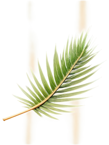 palm leaf,palm tree vector,palm sunday,pine needle,palm leaves,palm fronds,cycas,cyperus,tropical leaf,palmtree,palmera,fern leaf,coconut leaf,fan palm,feather bristle grass,paleobotany,pine tree branch,cycad,pine needles,echinochloa,Illustration,Japanese style,Japanese Style 10