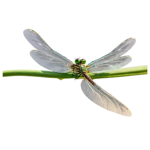 dragonfly,damselfly,spring dragonfly,green-tailed emerald,libellula,butterflyer,delicate insect,damselflies,adonis dragonfly,dragonflies,banded demoiselle,odonata,pseudagrion,aurora butterfly,four-spot dragonfly,lacewing,winged insect,yellow dragonfly,lacewings,diptera,Art,Classical Oil Painting,Classical Oil Painting 11