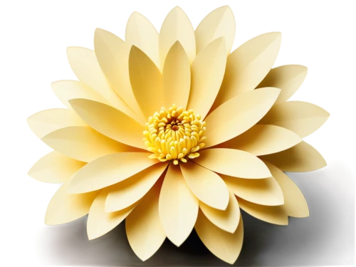 chrysanthemum background,the white chrysanthemum,white chrysanthemum,chrysanthemum,sunflower lace background,paper flower background,celestial chrysanthemum,gold flower,yellow chrysanthemum,wood daisy background,shasta daisy,yellow gerbera,flower background,margueritte,flowers png,daisy flower,two-tone flower,african daisy,bicolored flower,marguerite daisy,Unique,Paper Cuts,Paper Cuts 04