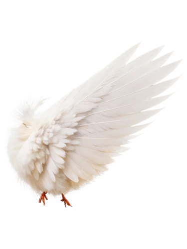 dove of peace,anjo,angel wing,white eagle,angel wings,white dove,bird png,doves of peace,whitewings,gwe,uniphoenix,white feather,white bird,cockerel,winged,featherlite,angelfire,kagu,featherlike,peace dove,Illustration,Paper based,Paper Based 22