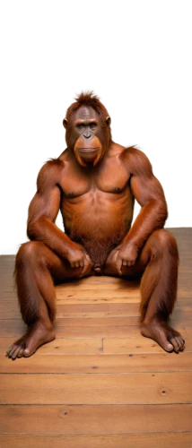 orangutan,orang,orang utan,ape,apeman,bobinski,bongo,bobinska,padmasana,sumo,hominick,monkey god,monke,orangutans,simian,konga,primate,gimlin,gorilla,oorang,Illustration,American Style,American Style 12