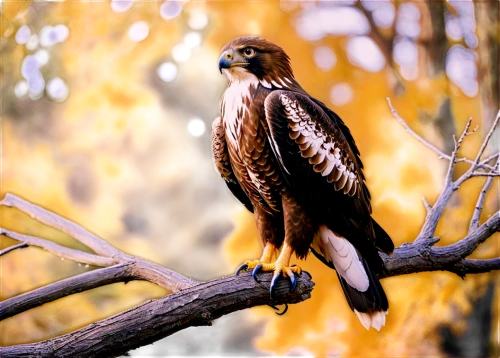 new zealand falcon,red tail hawk,red tailed hawk,redtail hawk,red-tailed hawk,falconidae,crested hawk-eagle,harris's hawk,singing hawk,coopers hawk,goshawk,falconiformes,northern goshawk,redtail,steppe buzzard,broad winged hawk,fishing hawk,saker falcon,red shouldered hawk,cooper's hawk,Illustration,Realistic Fantasy,Realistic Fantasy 47