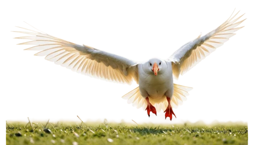 white stork,bird png,tern bird,tern flying,seagull in flight,bird flying,kagu,stork,bird in flight,field pigeon,pigeon flying,storch,arctic tern,flying common tern,flying tern,holy spirit,tern,seagull flying,rattle stork,pentecostalist,Conceptual Art,Oil color,Oil Color 15