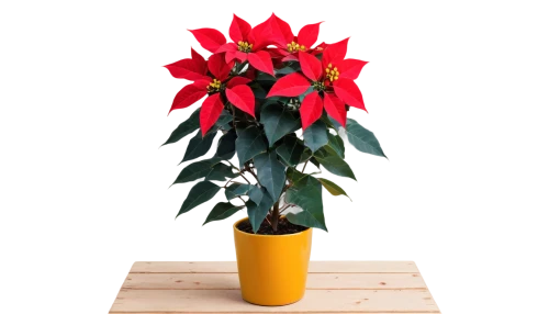 poinsettia,christmas flower,xmas plant,poinsettias,poinsettia flower,flower of christmas,potted plant,potted tree,flower of december,schlumbergera,red gift,flower christmas,christmas arrangement,heliconia,ikebana,golden candle plant,wooden flower pot,santan,houseplant,ornamental plant,Art,Artistic Painting,Artistic Painting 50