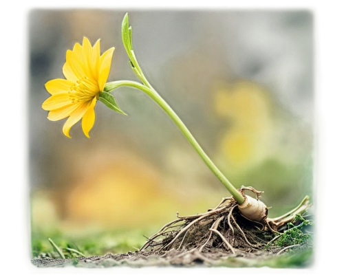 common dandelion,trollius download,dandelion background,greater celandine,yellow calendula flower,trollius of the community,sclerotium,dandelion flower,taraxacum,germination,flower background,yellow flower,seedling,celandine,cyperus,wood daisy background,yellow daffodil,taraxacum officinale,hieracium,yellow bell flower,Conceptual Art,Fantasy,Fantasy 02