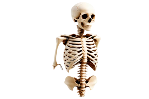 skeletal,human skeleton,skeleton,vintage skeleton,skelemani,osteoporotic,skelly,mermaid skeleton,boneparth,bone,calcium,wood skeleton,skeletal structure,doot,skeleltt,osteoporosis,spookily,skelid,bones,osteological,Conceptual Art,Daily,Daily 04