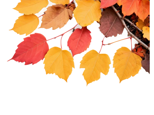 autumn background,colored leaves,reddish autumn leaves,autumnal leaves,autumn frame,leaf background,autumn leaves,red leaves,yellow leaves,autumn leaf,fall leaves,maple foliage,autumn icon,beech leaves,autumn foliage,autumn theme,autumn color,autumn gold,leaves in the autumn,fall leaf,Conceptual Art,Daily,Daily 29