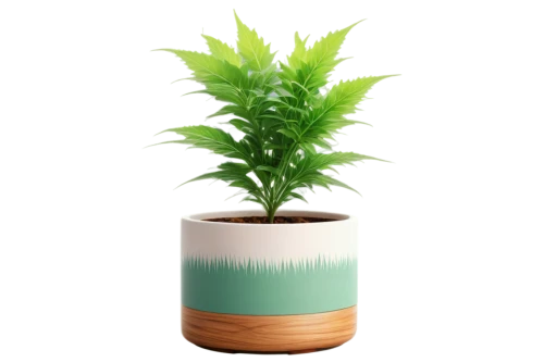 pot plant,plant pot,potted plant,houseplant,container plant,resprout,green plant,potted tree,hostplant,wooden flower pot,fern plant,earth pot,money plant,garden pot,potted palm,flower pot,flowerpot,huana,magical pot,norfolk island pine,Illustration,Paper based,Paper Based 19
