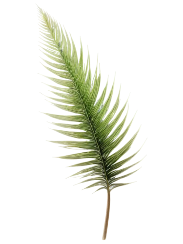 fern leaf,feather bristle grass,palm leaf,wakefern,fishtail palm,cycas,palm tree vector,frond,cyperus,leaf fern,grass fronds,pine needle,palme,pteridium,sweet grass plant,fern plant,echinochloa,elymus,palm sunday,tropical leaf,Illustration,Black and White,Black and White 24