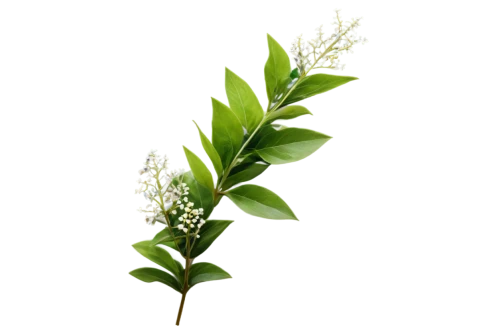 lily of the valley,flowers png,lily of the field,muguet,spring leaf background,lily of the desert,polygonum,aromatic plant,grass blossom,lilly of the valley,panicle,alpinia,galium,chlorotic,lilies of the valley,plantago,veratrum,repens,parthenium,piperia,Conceptual Art,Fantasy,Fantasy 08