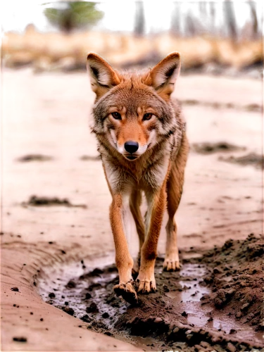 south american gray fox,patagonian fox,coyote,european wolf,dhole,vulpes vulpes,redfox,vulpine,luchs,sand fox,fuchs,desert fox,gray wolf,red fox,the red fox,vulpes,loup,dholes,coyotes,caracal,Unique,3D,Panoramic